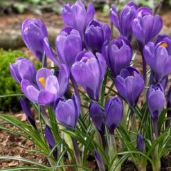 Blue Moon Dutch Crocus Mix -Daily Garden Joy Shop blue moon dutch crocus mix bunch