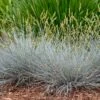 Blue Whiskers Fescue Grass -Daily Garden Joy Shop blue whiskers fescue grass 1