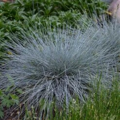 Blue Whiskers Fescue Grass -Daily Garden Joy Shop blue whiskers fescue grass 3