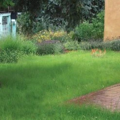 Hachita Blue Grama Grass Plugs 11 Hachita Blue Grama Grass Plugs -Daily Garden Joy Shop blue grama buffalo grass