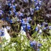 Blue Spike Salvia -Daily Garden Joy Shop bog sage salvia uliginosa cropped 3