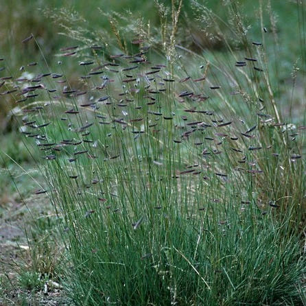 Hachita Blue Grama Grass Plugs 5 Hachita Blue Grama Grass Plugs - Image 3