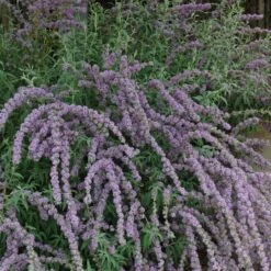 Silver Spring Blooming Butterfly Bush (Buddleia) -Daily Garden Joy Shop buddleia alternafolia argentea
