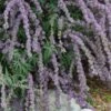 Silver Spring Blooming Butterfly Bush (Buddleia) -Daily Garden Joy Shop buddleia alternafolia argentea close up
