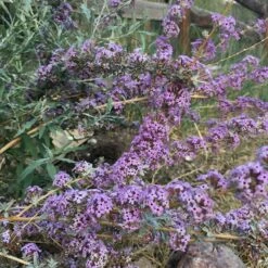 Silver Spring Blooming Butterfly Bush (Buddleia) -Daily Garden Joy Shop buddleia alternifolia argentea