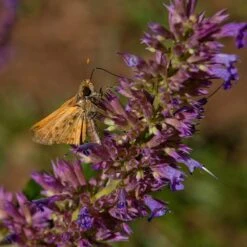 Blue Blazes Agastache -Daily Garden Joy Shop butterfly on blue blazes hyssop