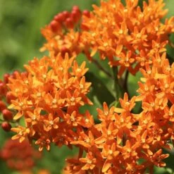 Butterfly Weed -Daily Garden Joy Shop butterfly weed 2