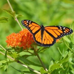 Butterfly Weed -Daily Garden Joy Shop butterfly weed 3