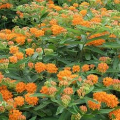 Butterfly Weed -Daily Garden Joy Shop butterfly weed 4