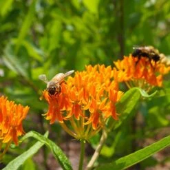 Butterfly Weed (Clay Form) -Daily Garden Joy Shop butterfly weed asclepias tuberosa garden