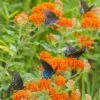 Butterfly Weed -Daily Garden Joy Shop butterfly weed butterflies 1