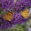 Buzz® Midnight Butterfly Bush (Buddleia) -Daily Garden Joy Shop buzz midnight butterfly bush buddleia purple