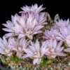Miniature Chin Cactus (Gymnocalycium) -Daily Garden Joy Shop cactus gymnocalycium bruchii cropped 1