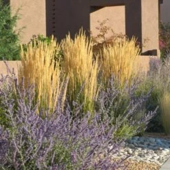 Daily Garden Joy Shop 11 Daily Garden Joy Shop -Daily Garden Joy Shop calamagrostis karl foerster w russian sage 3