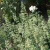 White Cloud Calamintha -Daily Garden Joy Shop calamintha nepeta glandulosa white cloud northcreek 1 1