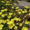 Sundrops (Calylophus) -Daily Garden Joy Shop calylophus drummondii 1