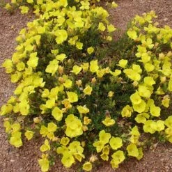 Sundrops (Calylophus) -Daily Garden Joy Shop calylophus drummondii 3