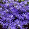 Blue Waterfall Bellflower (Campanula)