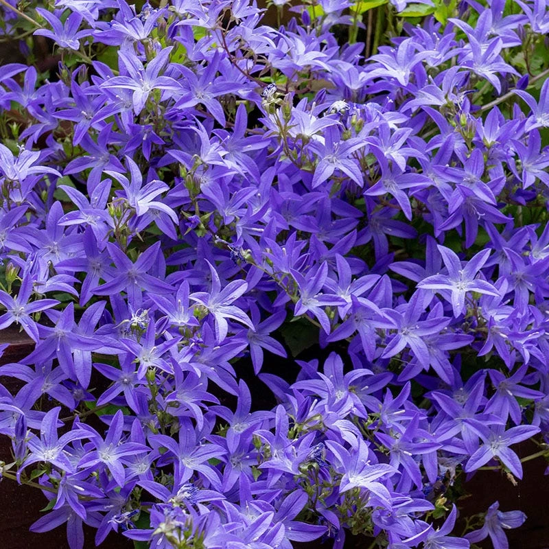 Daily Garden Joy Shop 19 Daily Garden Joy Shop -Daily Garden Joy Shop campanula blue waterfall 1