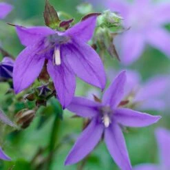 Blue Waterfall Bellflower (Campanula) -Daily Garden Joy Shop campanula blue waterfall 2