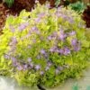 Dickson's Gold Bellflower (Campanula) -Daily Garden Joy Shop campanula dicksons gold 1