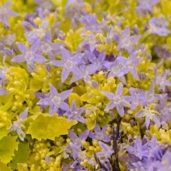 Dickson's Gold Bellflower (Campanula) -Daily Garden Joy Shop campanula dicksons gold 2
