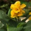 CannaSol™ Happy Emily® Canna Lily -Daily Garden Joy Shop canna cannasol series canna lily yellow happy emily in pot cropped