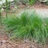 Appalachian Sedge -Daily Garden Joy Shop carex appalachica hoffman cropped 2 2