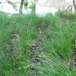 Appalachian Sedge -Daily Garden Joy Shop carex appalachica hoffman cropped 3 1