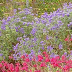Dark Knight Caryopteris 7 Dark Knight Caryopteris -Daily Garden Joy Shop caryopteris dark knight bush