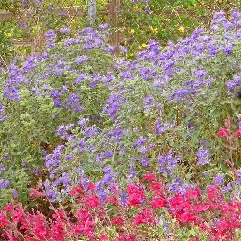 Dark Knight Caryopteris 5 Dark Knight Caryopteris - Image 3
