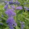 Dark Knight Caryopteris -Daily Garden Joy Shop caryopteris dark knight 2