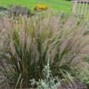 Caspian Feather Reed Grass -Daily Garden Joy Shop caspian feather reed grass