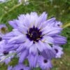 Cupid's Dart (Catanache) 2 Cupid's Dart (Catanache) -Daily Garden Joy Shop catananche caerulea cupids dart flowers