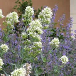 Rosy Trio Valerian Collection (Centranthus) -Daily Garden Joy Shop centranthus ruber albus and nepeta 1