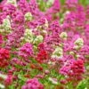 Rosy Trio Valerian Collection (Centranthus) -Daily Garden Joy Shop centranthus ruber jupiters beard cropped