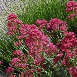 Daily Garden Joy Shop 7 Daily Garden Joy Shop -Daily Garden Joy Shop centranthus ruber roseus jupiters beard