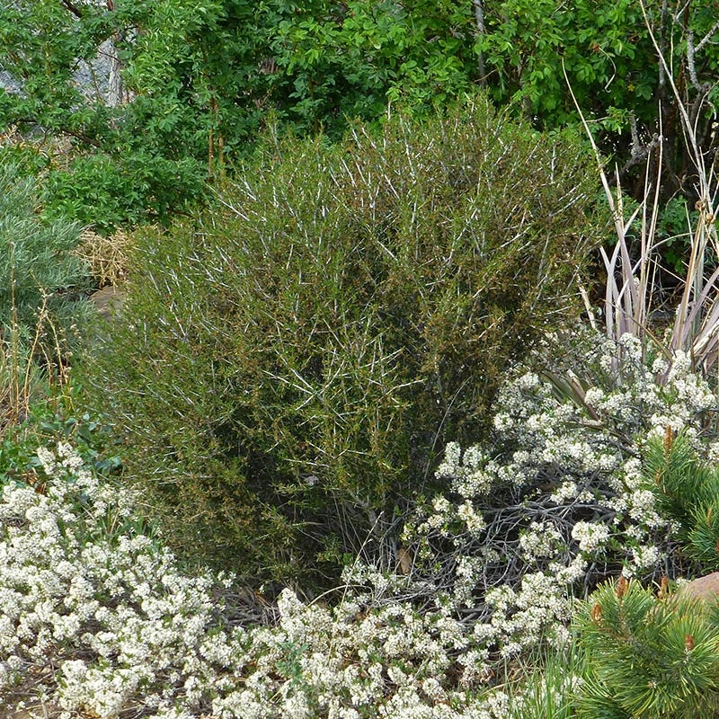 Littleleaf Mountain Mahogany (Cercocarpus) 4 Littleleaf Mountain Mahogany (Cercocarpus) - Image 2
