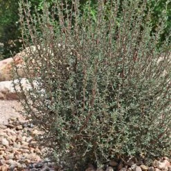 Littleleaf Mountain Mahogany (Cercocarpus) 9 Littleleaf Mountain Mahogany (Cercocarpus) -Daily Garden Joy Shop cercocarpus intricatus whole plt rock garden
