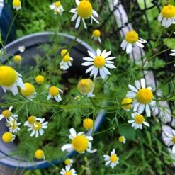 Alternative Lawn Wildflower Seed Mix 12 Alternative Lawn Wildflower Seed Mix -Daily Garden Joy Shop chamomile potted