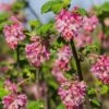 Claremont Flowering Currant (Ribes) -Daily Garden Joy Shop claremont flowering currant ribes pink flowers
