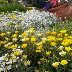 Colorado Gold® Gazania 6 Colorado Gold® Gazania -Daily Garden Joy Shop colorado gold gazania gold treassure companion