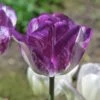 Colorado Proud Triumph Tulip -Daily Garden Joy Shop colorado proud tulip purple