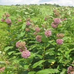 Common Milkweed -Daily Garden Joy Shop common milkweed seeds blooms meadow