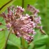 Common Milkweed -Daily Garden Joy Shop common milkweed seeds pollinators