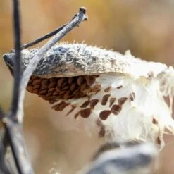 Common Milkweed -Daily Garden Joy Shop common milkweed seeds seed pod