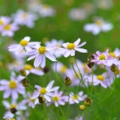 American Dream Coreopsis 9 American Dream Coreopsis -Daily Garden Joy Shop coreopsis american dream 3