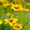 Sterntaler Coreopsis 1 Sterntaler Coreopsis -Daily Garden Joy Shop coreopsis sterntaler tickseed 37945