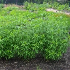 Gold Standard Coreopsis -Daily Garden Joy Shop coreopsis gold standard foliage cropped northcreek