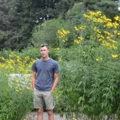 Gold Standard Coreopsis -Daily Garden Joy Shop coreopsis gold standard size scale northcreek cropped